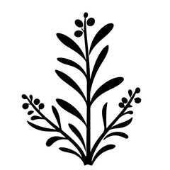 herb plant illustration