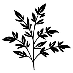herb plant illustration
