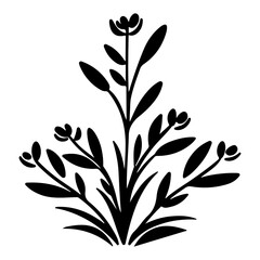 herb plant illustration