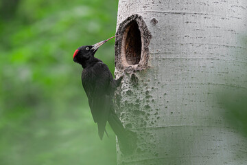 Long tongue, the black woodpecker male (Dryocopus martius)
