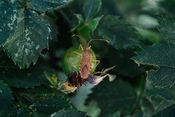 bug sits on a green leaf