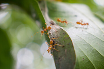 Many Ants on The Leaves of the Tree 