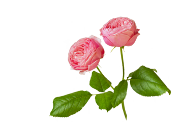  peony pink roses. isolate on white. option available PNG