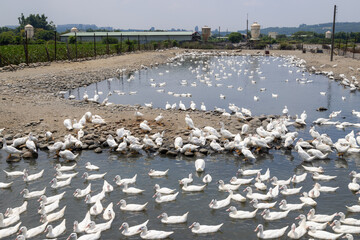 Group of white ducks at outdoor farm