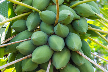 Papaya fruit on papaya tree in farm