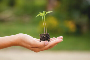 Farmer's hands are planting seedlings into the soil.