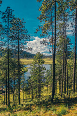 forest with lake in the middle of the mountains