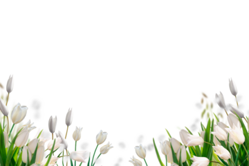 Flower set isolated on transparent background, rose chamomile Azalea hydrangea tulip cut out cutout isolated, summer flowers, png white yellow red pink purpure