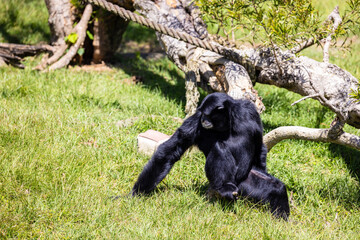 Black gibbon in the zoo park