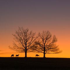 White Tailed Deer Silhouetted Against the Sunset at Big Meadows on a Winter Niight