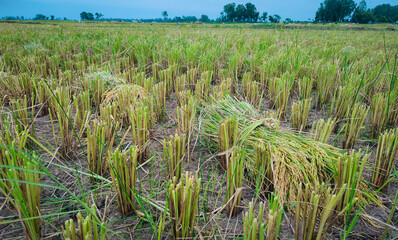 He Ate Field Rice, rice image 