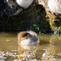 Napping Hooded Merganser Duckling