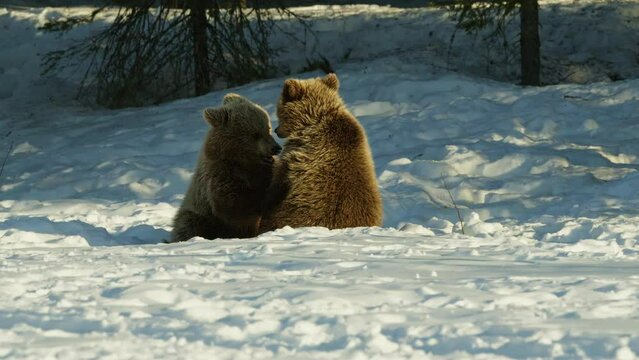 Bear cubs playing on the snow in the spring