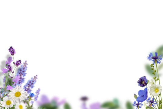 Flower set isolated on transparent background, rose chamomile Azalea hydrangea tulip cut out cutout isolated, summer flowers, png white yellow red pink purpure