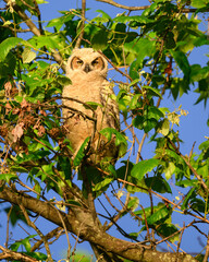 Great Horned Owl Nestling in the Branching Out Stage