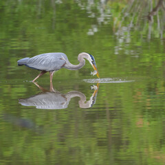 Great Blue Heron and Breakfast at Huntley Meadows