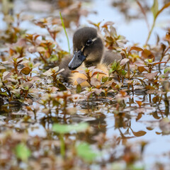 Duckling at Huntley Meadows 
