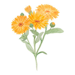 Boquet of orange calendula officinalis watercolor hand drawn illustrations. Botanical elements for labels, eco goods, textiles, natural herbal medicine, healthy tea, cosmetics and homeopatic remedies. - obrazy, fototapety, plakaty