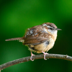 Carolina Wren