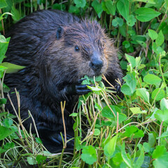 Beavers Grazing at Huntley Meadows