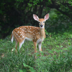 White-tailed Deer Fawn in my Neighbor's Yard
