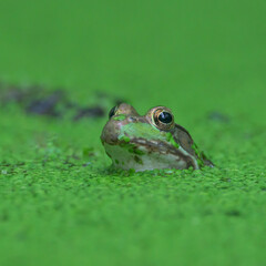 Frogs Hiding in the Algae at Huntley Meadows Visitor Center Pond