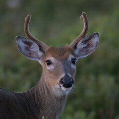 White Tailed Deer Buck in the Blue Light on a Summer Evening at Big Meadows