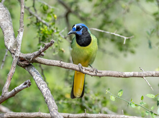 Green Jay Perched in a Texas Thicket