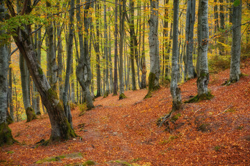 Golden Splendor: Majestic Autumn Beech Forest in Mountainous Wilderness