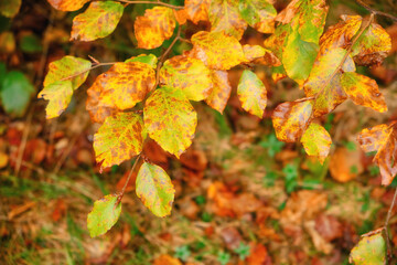 Autumn's Golden Embrace: A Breathtaking Tapestry of Beech Forest Splendor