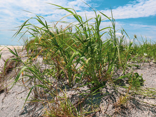 grass on the beach