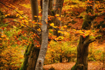 Autumn's Golden Embrace: A Breathtaking Tapestry of Beech Forest Splendor