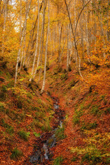 Autumn's Serenade: A Serene River Journey Through the Enchanting Forest