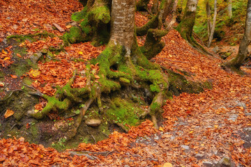 Autumn Forest Awash with Verdant Moss
