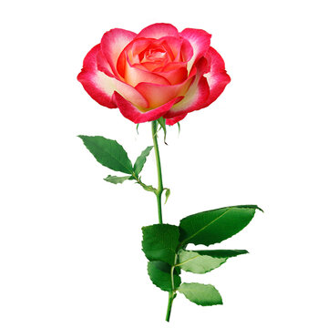 Rose flowers isolated on transparent background, Red roses flower isolated Photo summer spring flowers, png