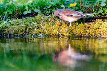 Common linnet (Linaria cannabina) sitting at a pond in spring.