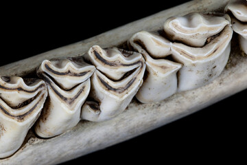 The Herbivore's Teeth. Dentition of a moose in close-up. They cut off their food with the chisel-shaped incisors in the lower jaw.