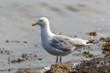 Fototapeta premium European herring gull (Larus argentatus) in the harbour on Juist, East Frisian Islands, Germany.