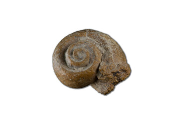 close-up and macro photography of Snail fossil found in the desert of the Middle East, white or transparent background © DGPhotography