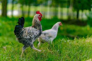 Hens on a traditional free-range poultry organic farm grazing on the grass with copy space. Rooster and hens on traditional free-range poultry organic farm grazing on the grass.