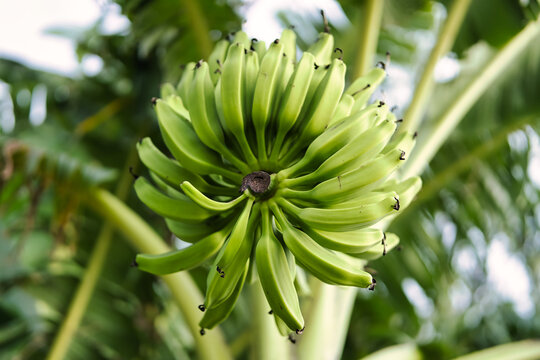 Green Raw Cavendish Banana Fresh Bunch Gros Michel Fruits Growing Stock  Photo by ©AirUbon 225819962