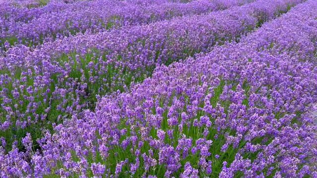 Lavender (Levandula) field in Koepingebro, Ystad community, Scania, Sweden, Scandinavia, Europe