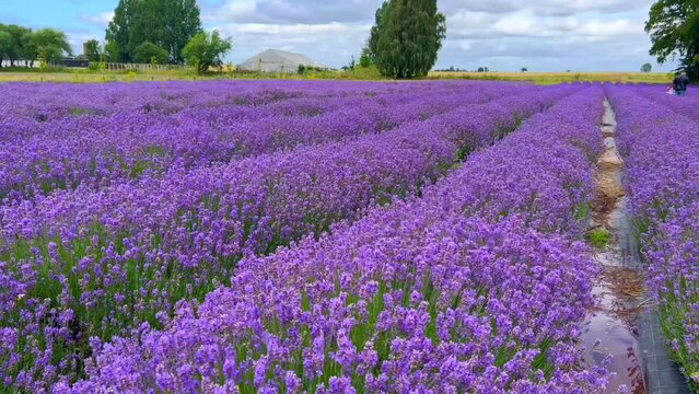 Lavender (Levandula) field in Koepingebro, Ystad community, Scania, Sweden, Scandinavia, Europe
