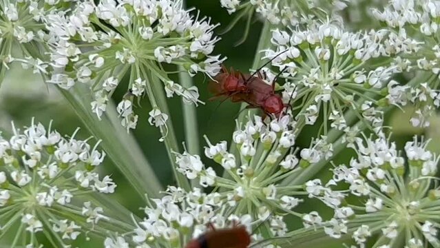 Cow parsley (Anthriscus sylvestris) with mating soldier beetles (Cantharidae) in Ystad, Scania, Sweden, Scandinavia, Europe