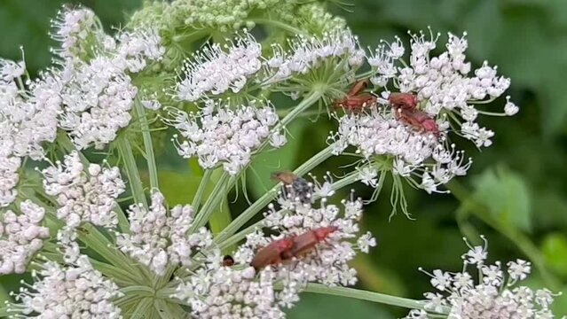 Cow parsley (Anthriscus sylvestris) with mating soldier beetles (Cantharidae) in Ystad, Scania, Sweden, Scandinavia, Europe