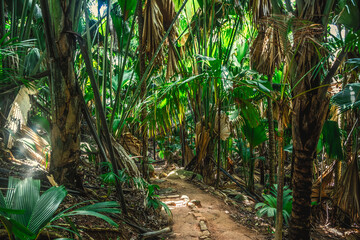 Path in the jungle in Vallee de Mai - obrazy, fototapety, plakaty