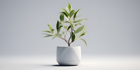 White background, a plant in a pot