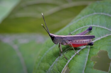 close up macro photo of a grasshopper.