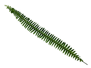 Fern branch isolated