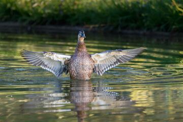 mallard duck flapping its wings on the surface of a pond